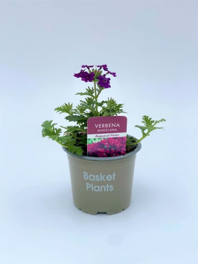 Verbena Rapunzel Violet 10cm