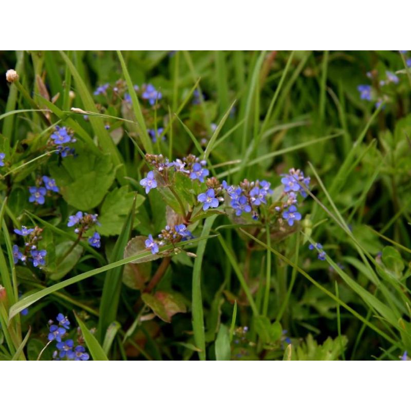 Veronica Beccabunga P9