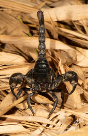 Vietnam Forest Scorpion Heterometrus laoticus