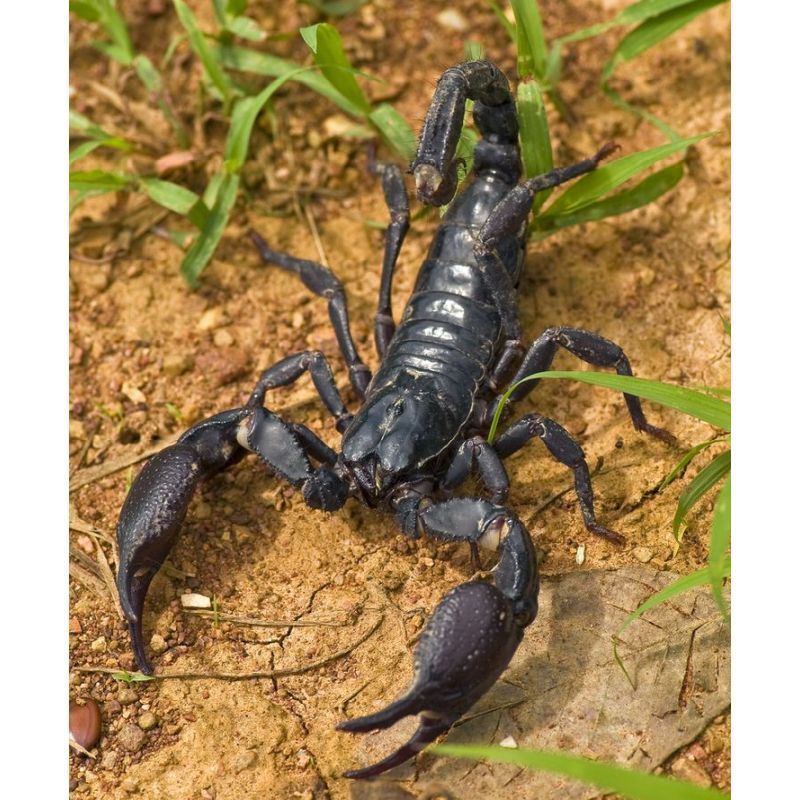 Vietnam Forest Scorpion Heterometrus laoticus