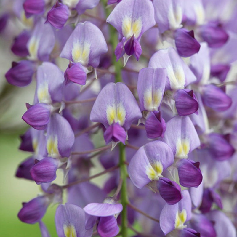 Wisteria sinensis 'Prolific' (2 Litre)