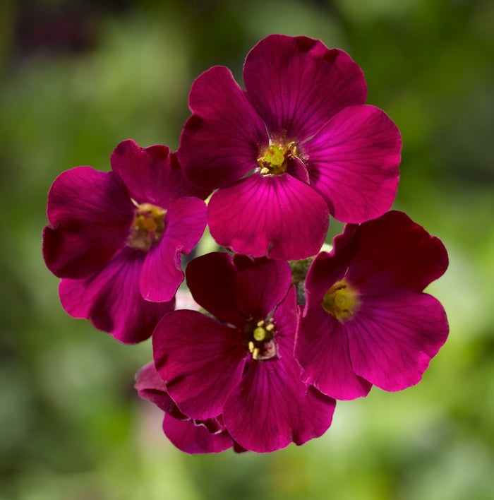Aubrieta 'Axcent Burgundy'