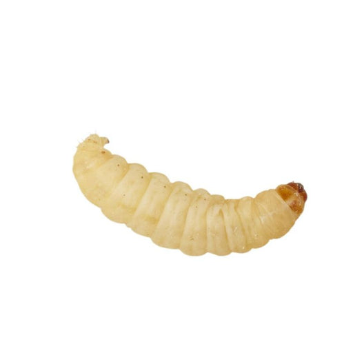 Waxworms 15g Pre-Pack