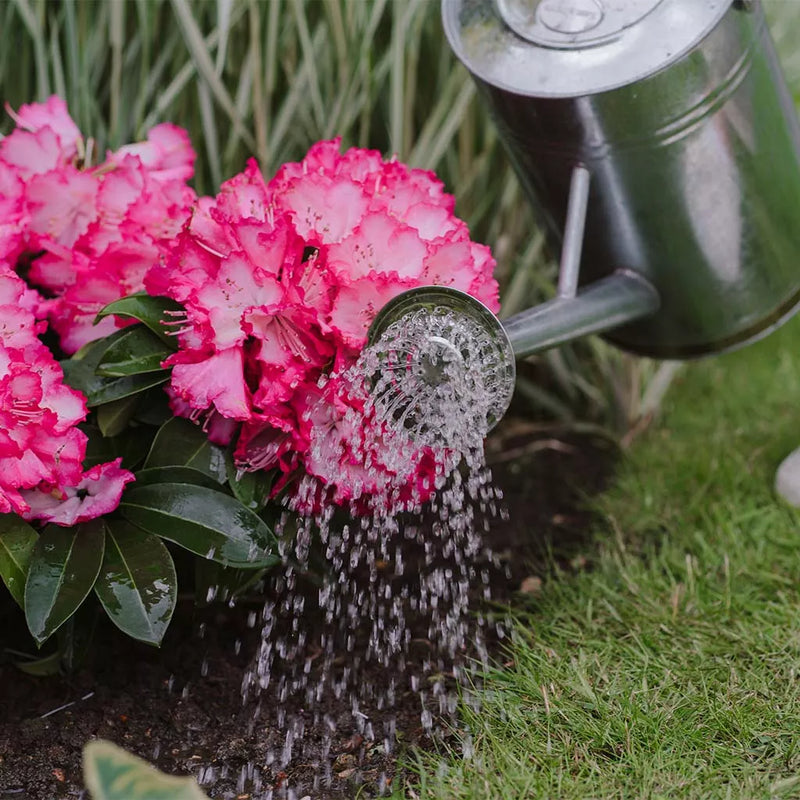 Westland Ericaceous High Performance Liquid Plant Food 1L