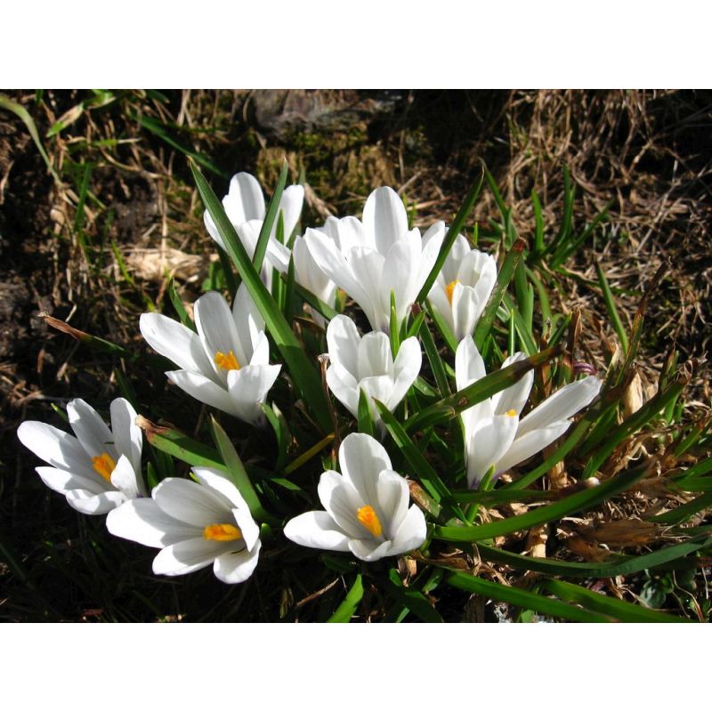 Crocus White