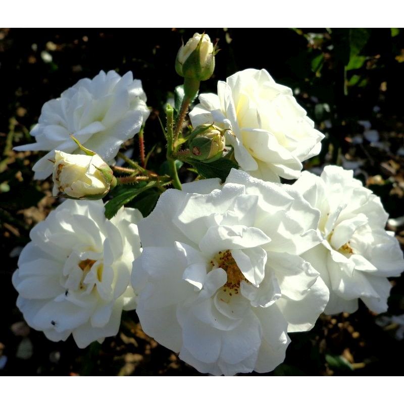 White Diamond Standard Rose 10 Litre