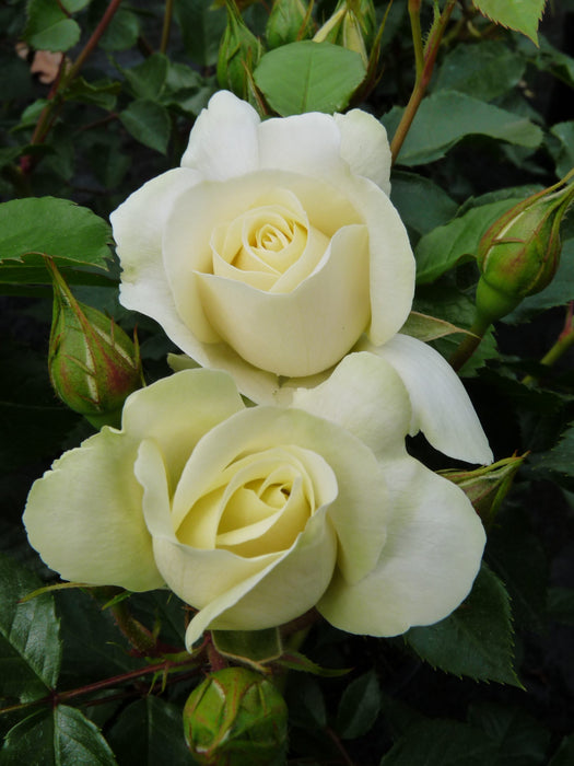 Meilove Standard Rose White 12 Litre