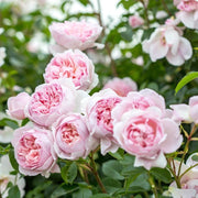 Wildeve David Austin Fragrant Rose 6 Litre