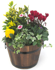 Wooden Planted Brown or Grey Barrell with Seasonal Colour