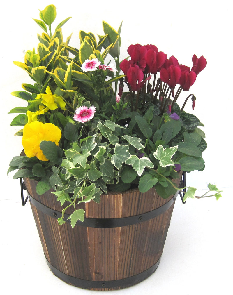 Wooden Planted Brown or Grey Barrell with Seasonal Colour