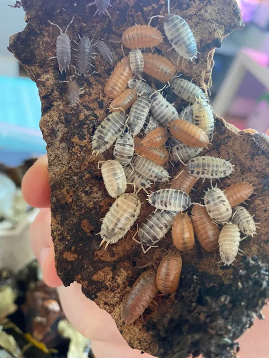 Isopod Starter Cleanup Crew Mixed Woodlice