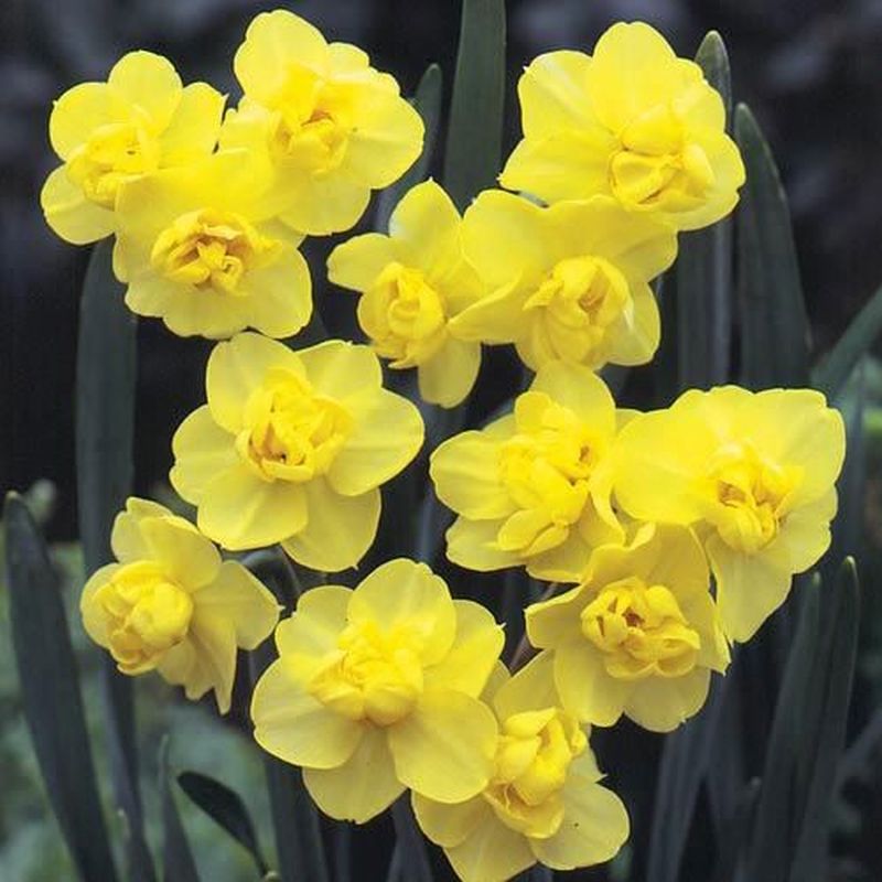 Daffodil - Narcissus 'Yellow Cheerfulness'