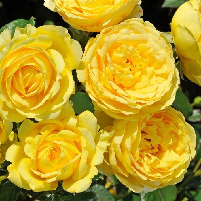 Meilove Standard Rose Yellow 12 Litre