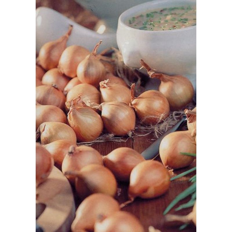 Shallot Yellow Moon
