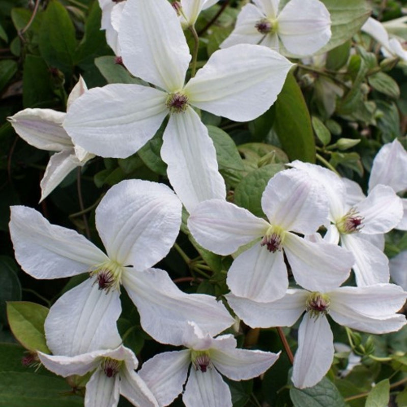 Clematis 'Forever Friends'