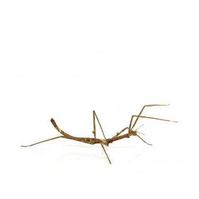 Zompro's Stick Insect