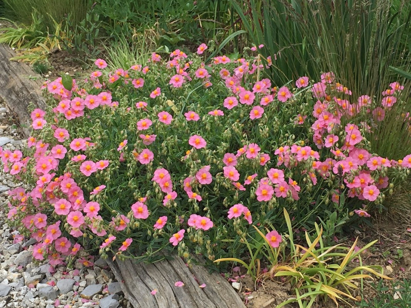Helianthemum Lawrenson's Pink Alpine in a Pot (9cm)