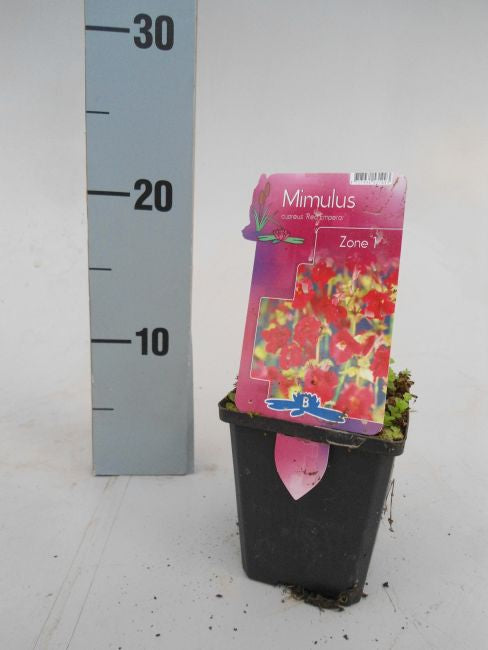 Mimulus 'Red Emperor' p9