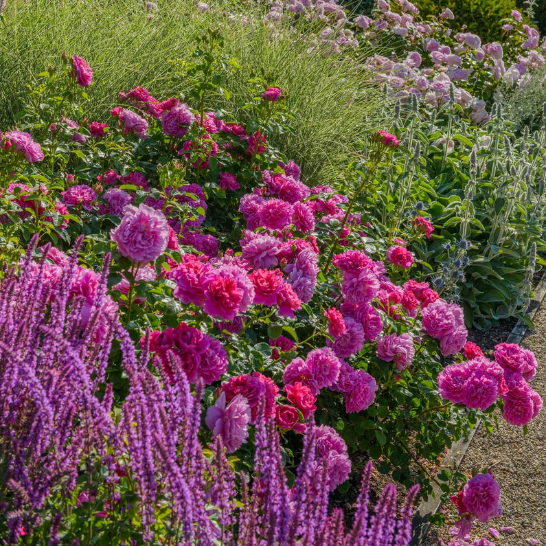 Princess Anne David Austin Fragrant Rose 6 Litre