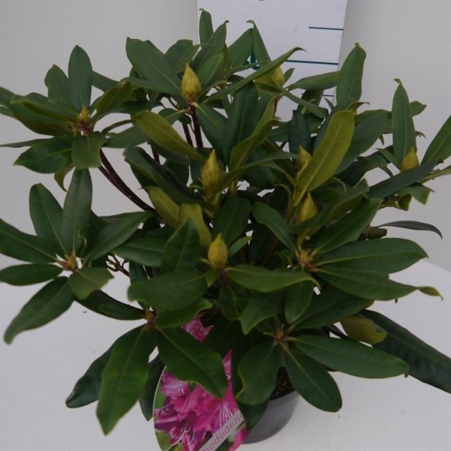 Rhododendron ponticum 'Roseum' 5L