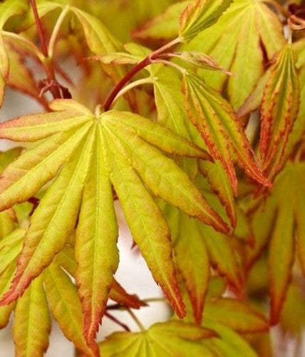 Acer palmatum 'Orange Dream' - Japanese Maple