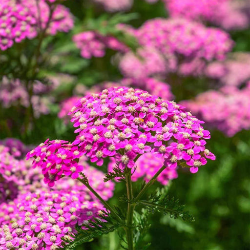 Achillea Cerise Queen