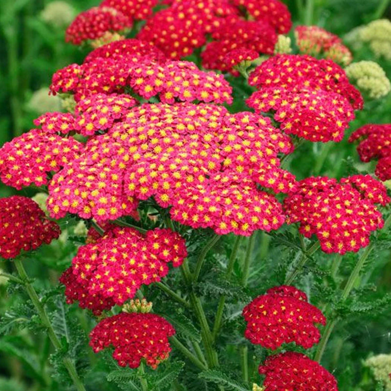 Achillea Tutti Pomegranate | Yarrow
