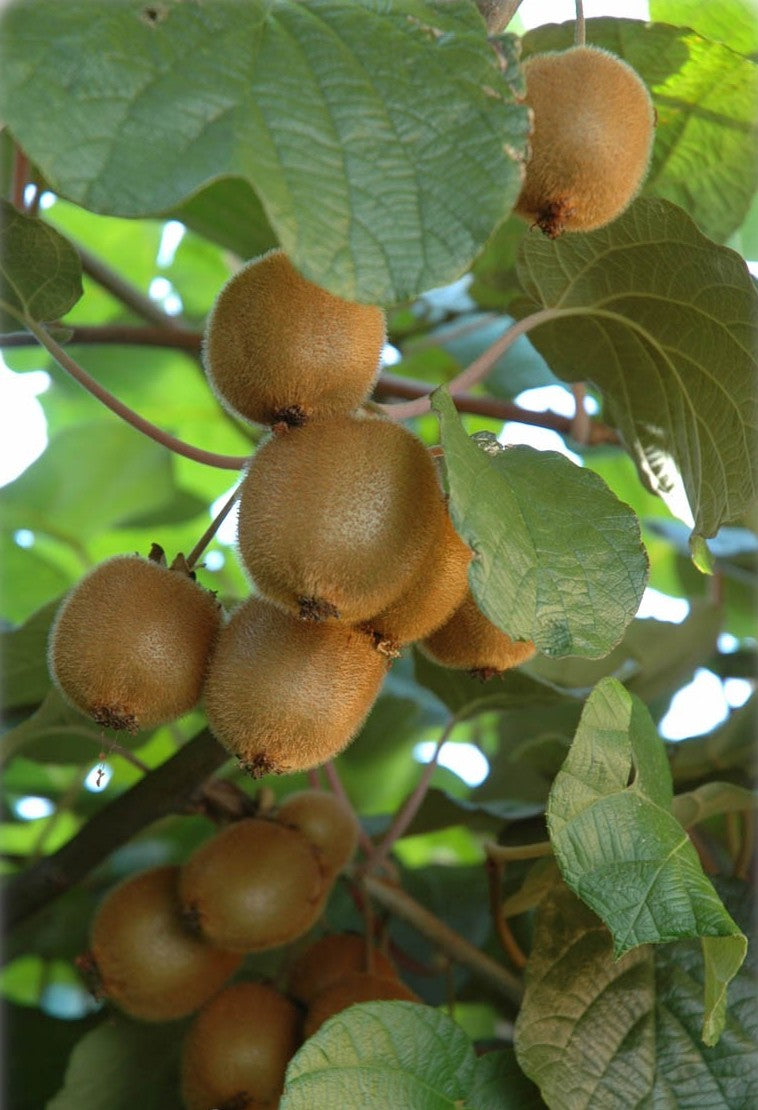 Actinidia Deliciosa 'Jenny' | Self Fertile Kiwi Fruit