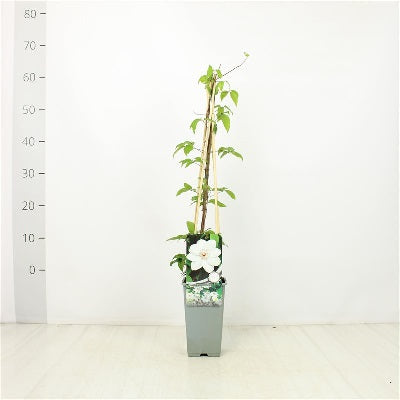 Clematis 'Miss Bateman'