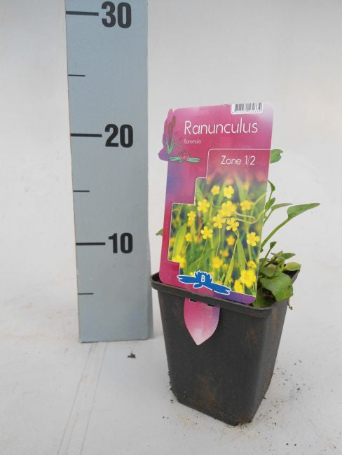 Ranunculus flammula 9cm