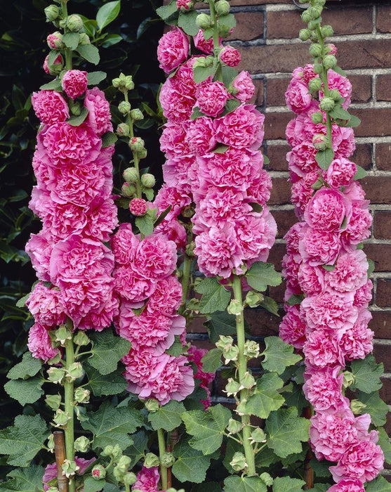 Alcea rosea Double Rose | Double Flowered Hollyhock