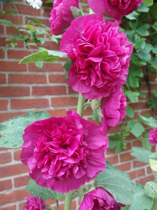 Alcea rosea Double Rose | Double Flowered Hollyhock 9cm