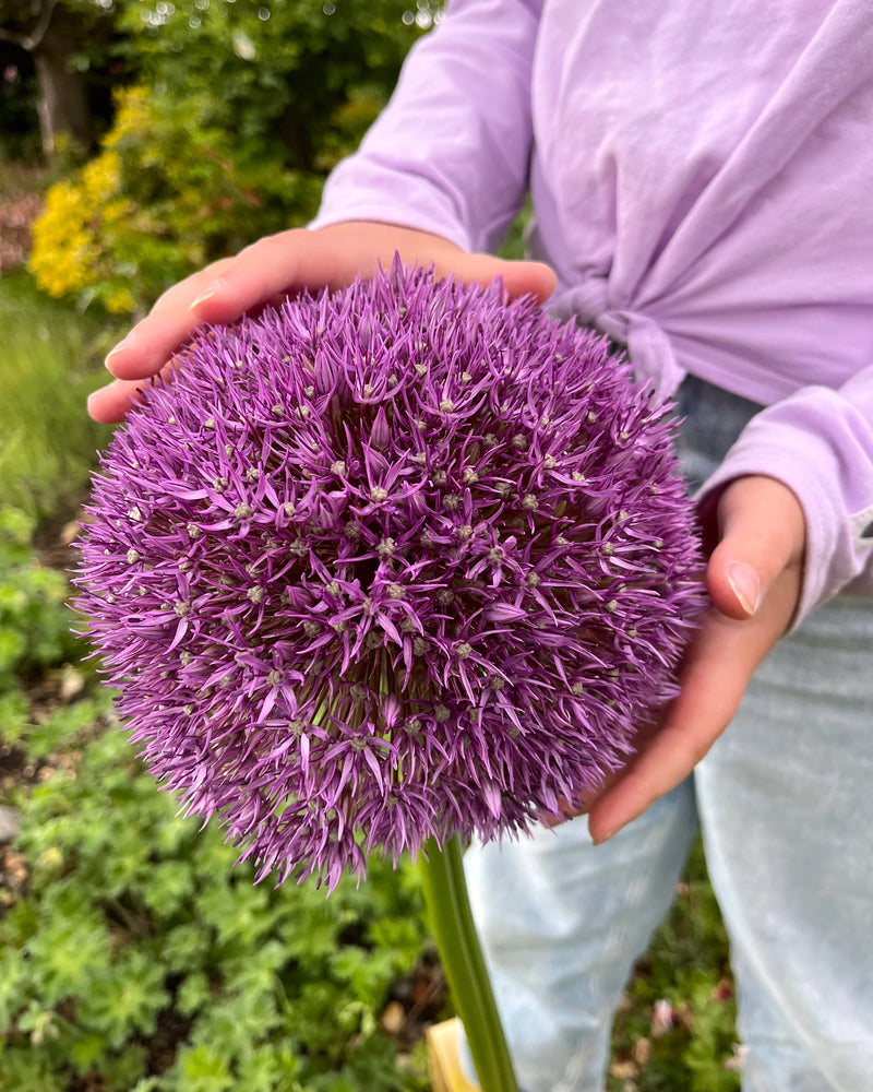 Allium Globemaster
