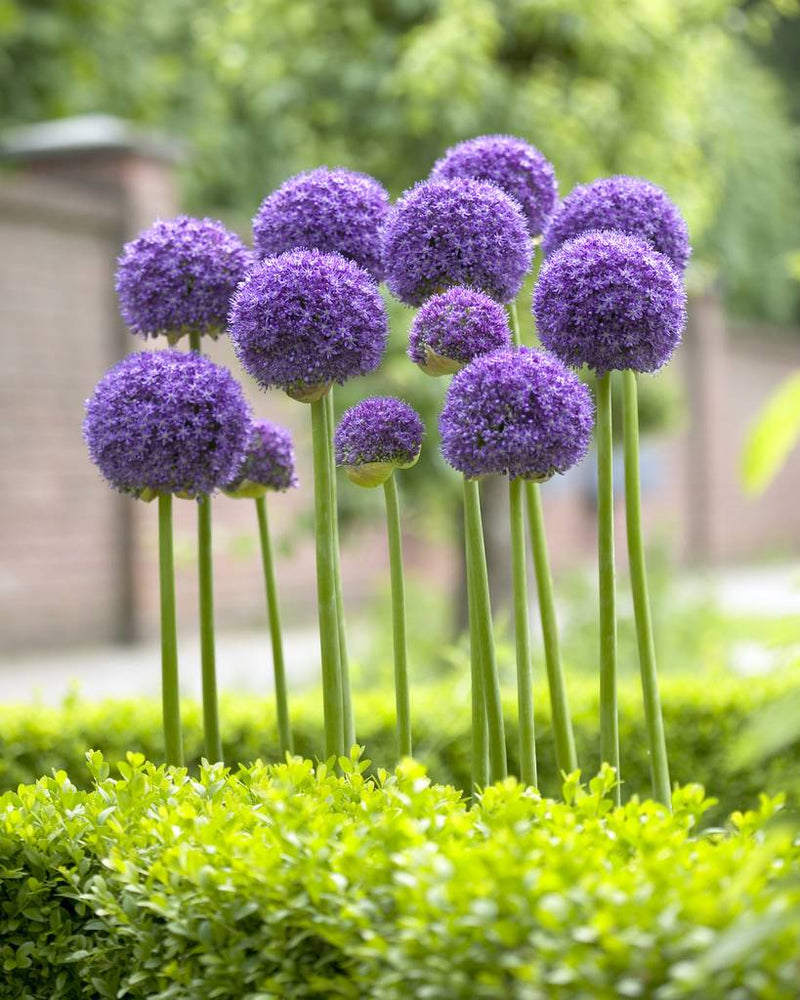 Allium 'Gladiator' 3L