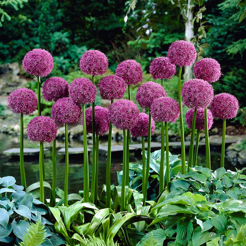 Allium Globemaster