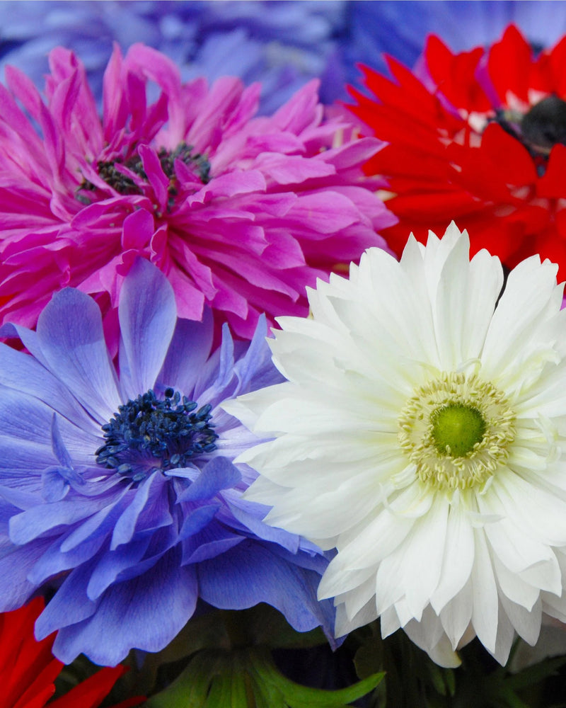 Anemone 'St. Brigid Mixed' 9cm
