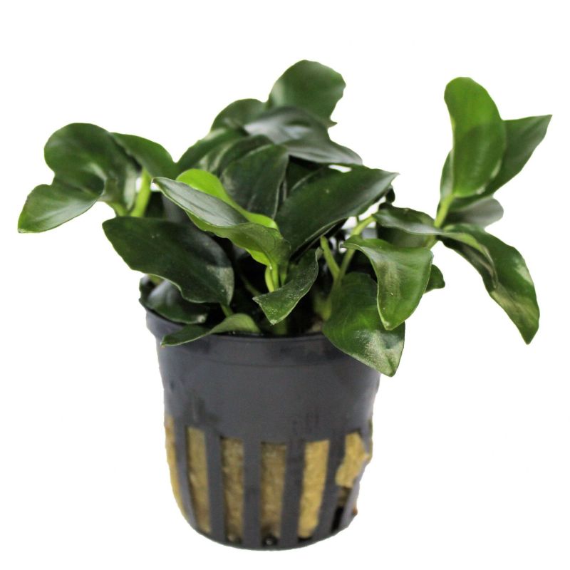 Anubias Petite
