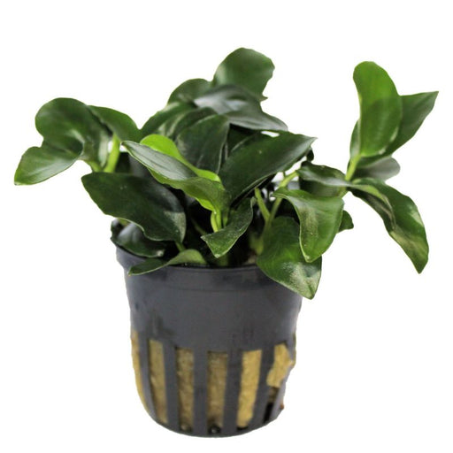 Anubias Petite