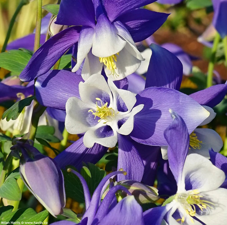 Aquilegia Spring Magic Navy and White