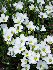 Arenaria Montana Blizzard White