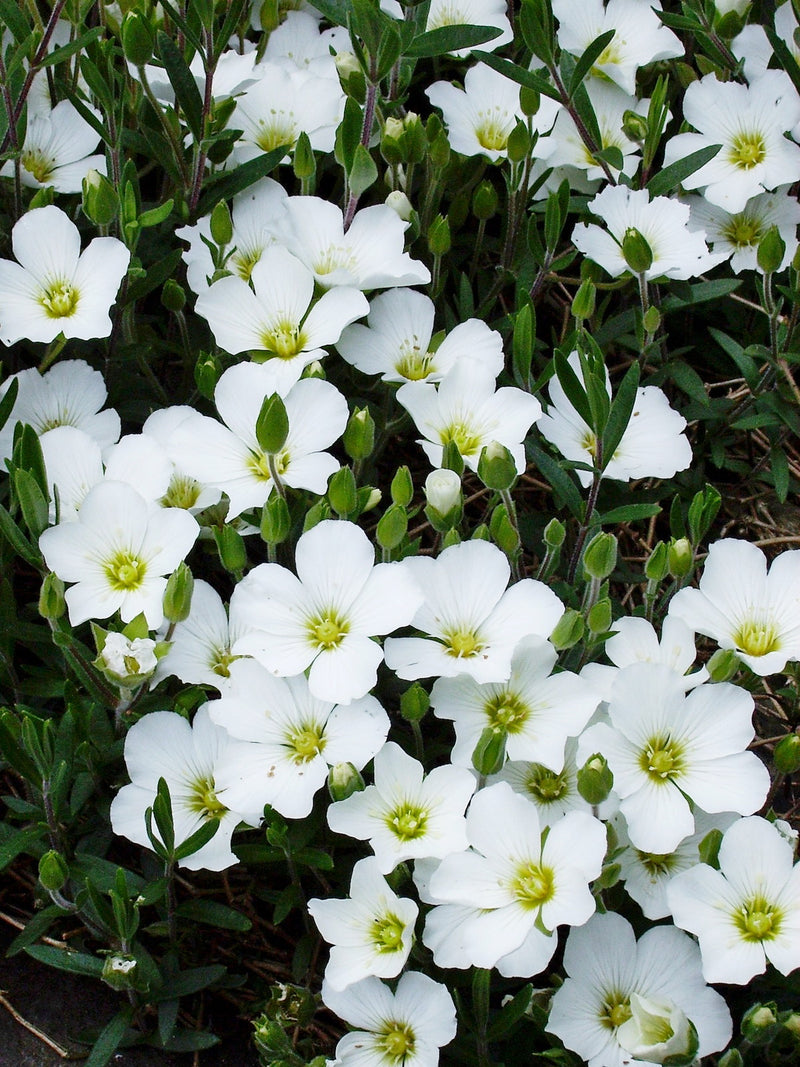 Arenaria Montana Blizzard White