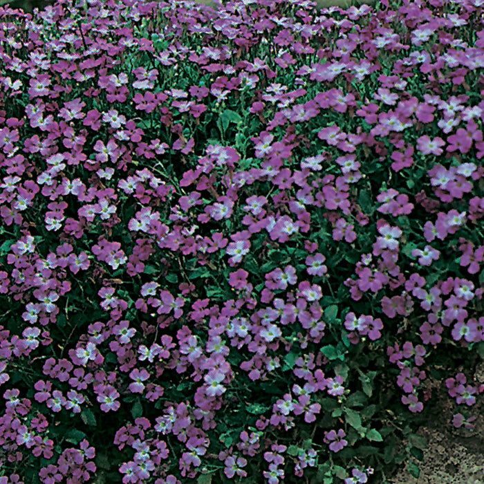 Aubrietia Purple Cascade