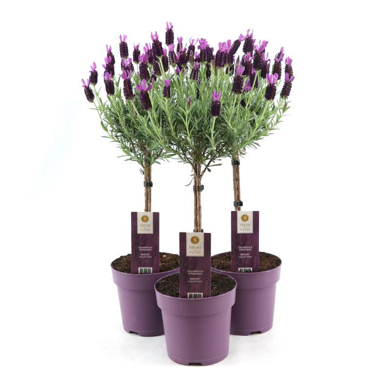 Buy Seasonal Bedding Plants Bedding Plants Dublin Bedding Plants