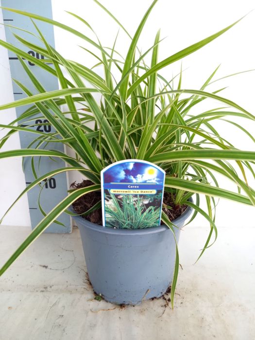 Carex morrowii Ice Dance