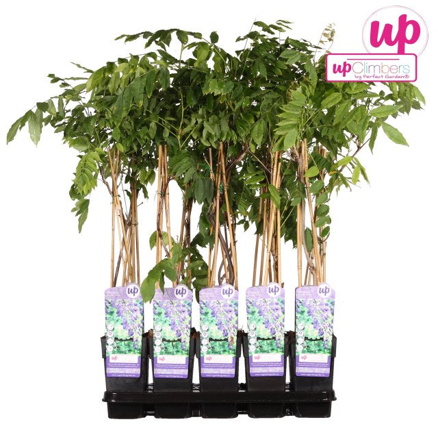 Wisteria sinensis 'Prolific' (2 Litre)