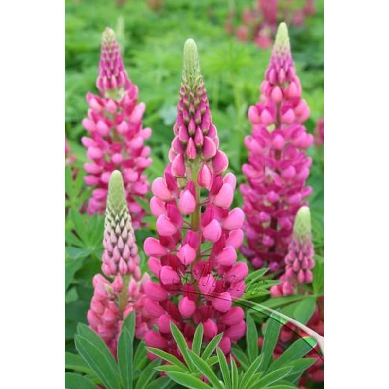 Lupin Gallery Red