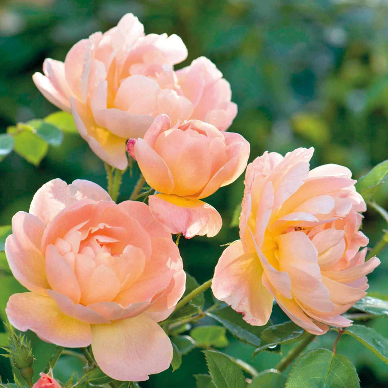 The Lark Ascending David Austin Fragrant Rose 6 Litre