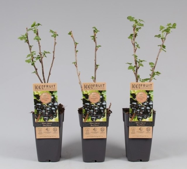 Blackcurrant Ben Nevis | Ribes nigrum 'Ben Nevis'