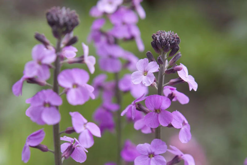 Erysimum Bowles Mauve | Wallflower 'Bowles's Mauve' 2 Litre