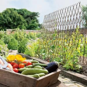 Grow It Bamboo Canes Bulk Bundle 210cm